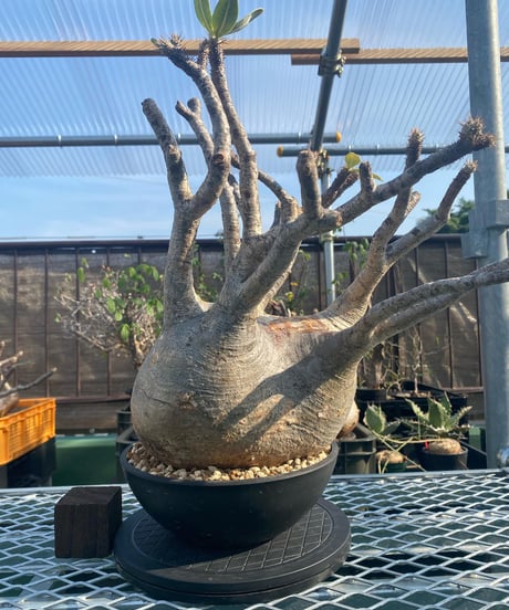 パキポディウム グラキリス　Pachypodium gracilius 　発根済　(商品番号gk-117)