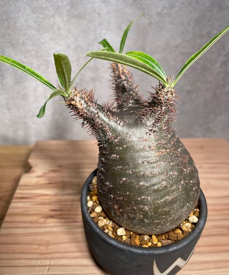 パキポディウム グラキリス　Pachypodium gracilius 　発根済　(商品番号gk-30valiem)  VALIEM 　BOWL　sizeS　(VALIEM巾着、タグ付き)