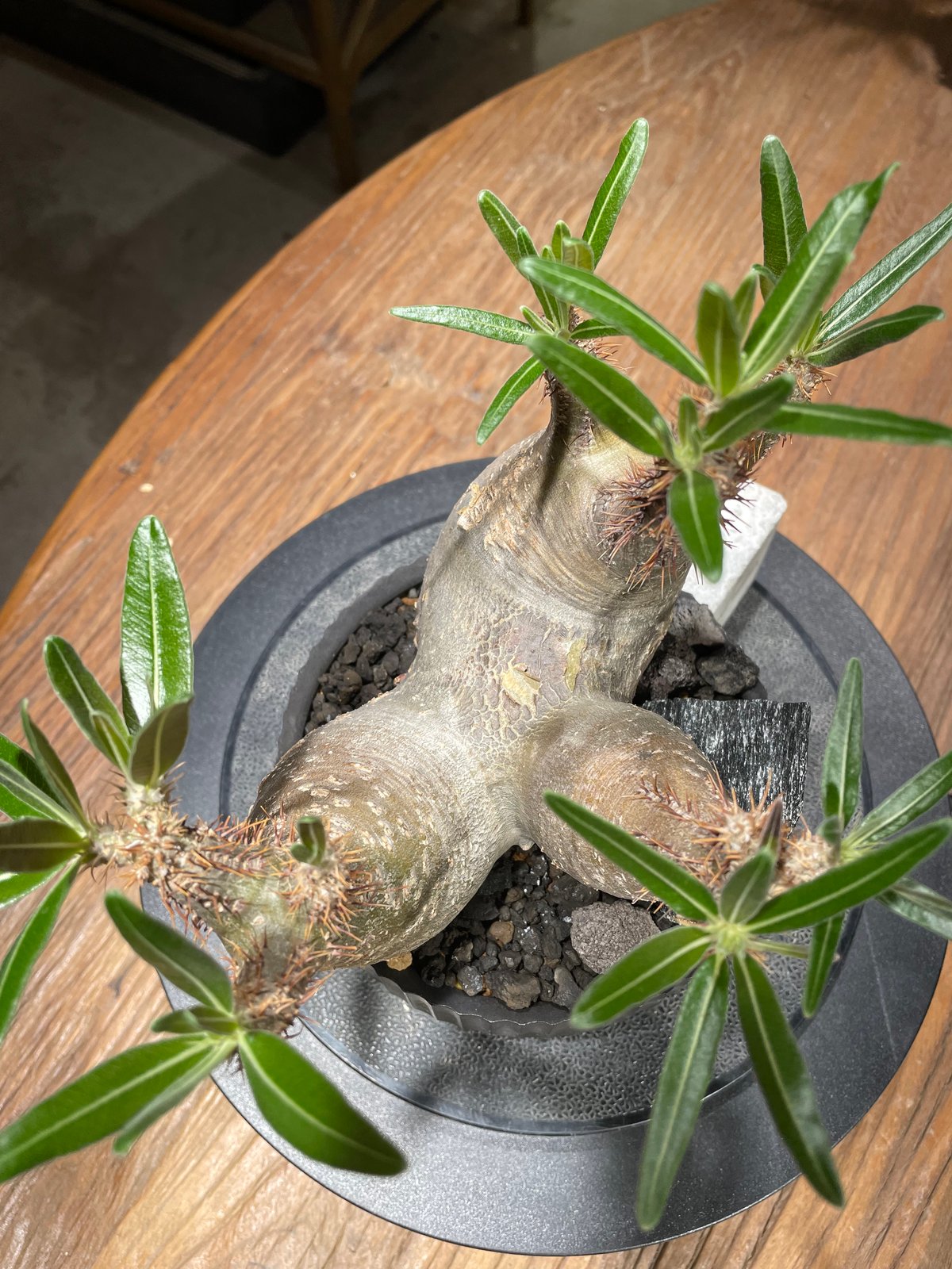パキポディウム グラキリス 多頭 Pachypodium gracilius 発根済 (gk