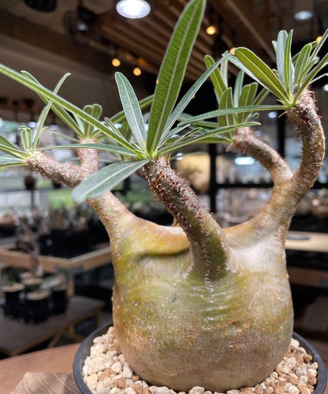 パキポディム グラキリス　Pachypodium gracilius 　発根済　(gk-207)