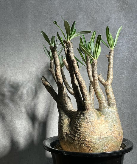 パキポディウム グラキリス　Pachypodium gracilius 　発根済(塊根幅11~13ｃｍ)　(商品番号gk-16)