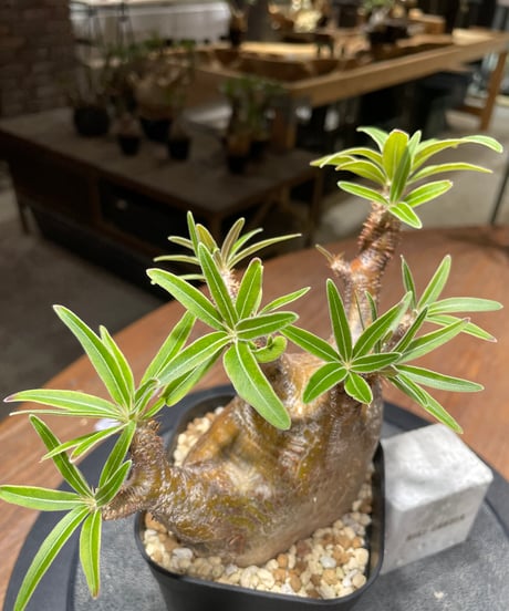 パキポディウム グラキリス　Pachypodium gracilius 　発根済　(gk-421)