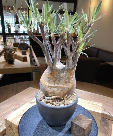パキポディウム グラキリス　Pachypodium gracilius 　発根済　(商品番号gk-159)