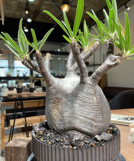 パキポディウム グラキリス　Pachypodium gracilius 　発根済　(gk-410valiem) VALIEM VOID L