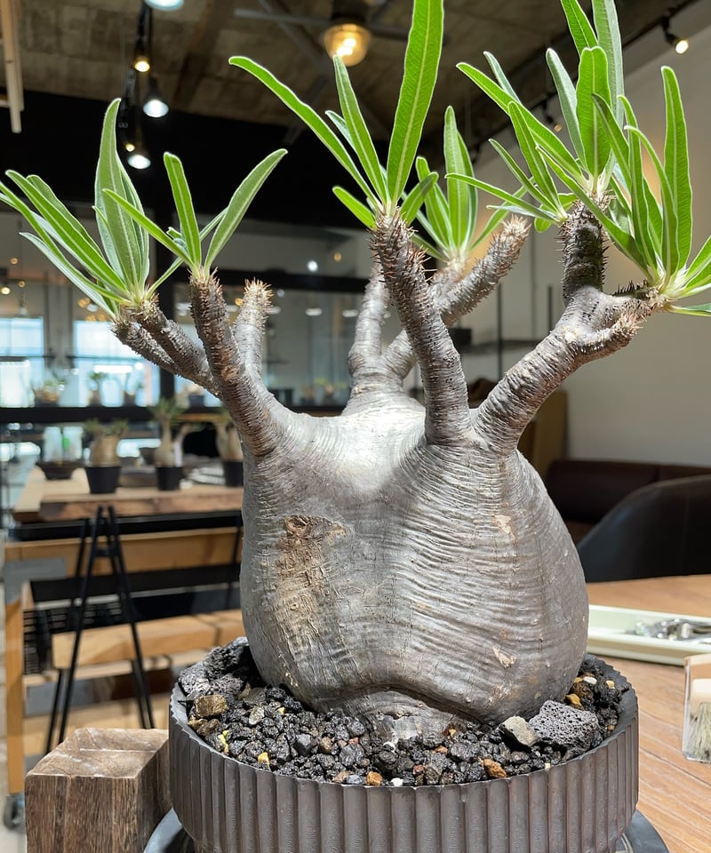 パキポディウム グラキリス Pachypodium gracilius 発根済 (gk-41