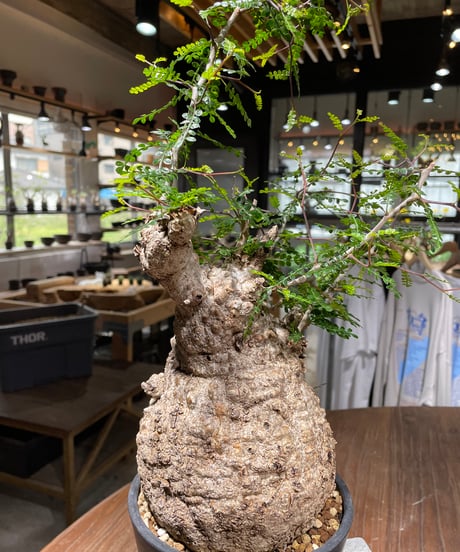 オペルクリカリア パキプス／Operculicarya pachypus　発根済　(商品番号PP-105-2)（塊根幅約15cm）