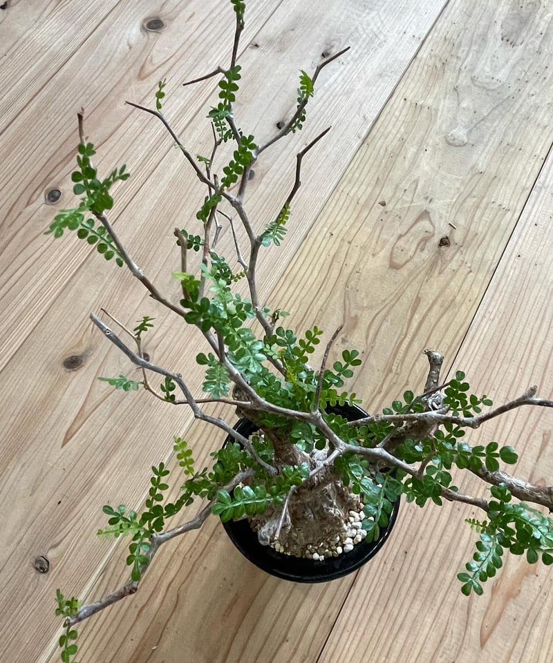 現地球／発根済】オペルクリカリア パキプス（極上株）ODDROOTS管理株