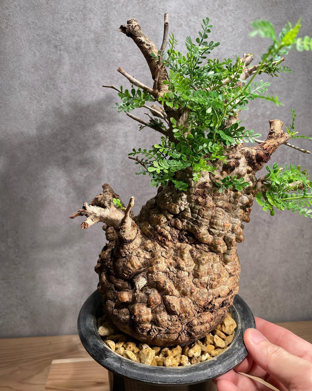 発根済）Operculicarya pachypus オペルクリカリア パキプス オペルクリカリア・パキプス / OPERCULICARYA PACHYPUS – KOMO