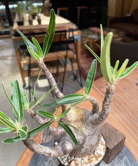 パキポディウム グラキリス　Pachypodium gracilius 　発根済　(gk-384)
