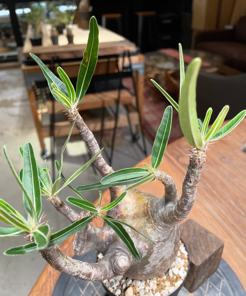 パキポディウム グラキリス Pachypodium gracilius 発根済 (gk-38