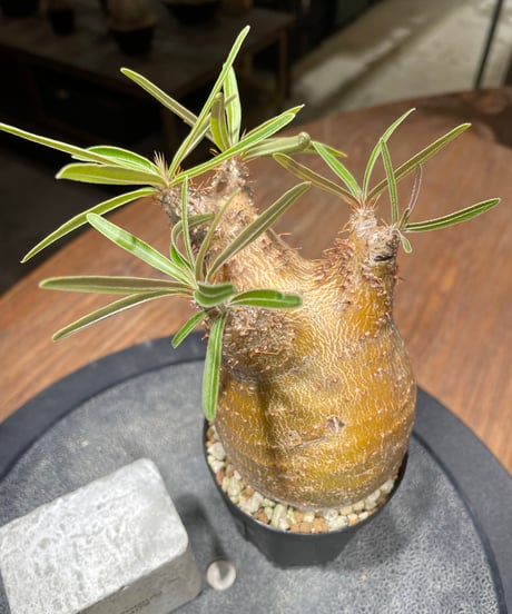 パキポディウム グラキリス　Pachypodium gracilius 　発根済　(gk-460)
