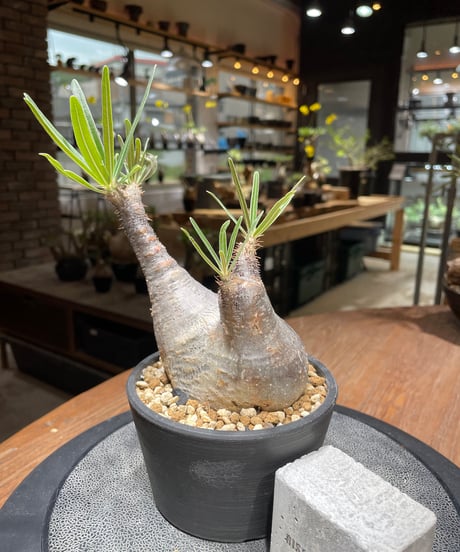 パキポディウム グラキリス　Pachypodium gracilius 　発根済　(gk-462)