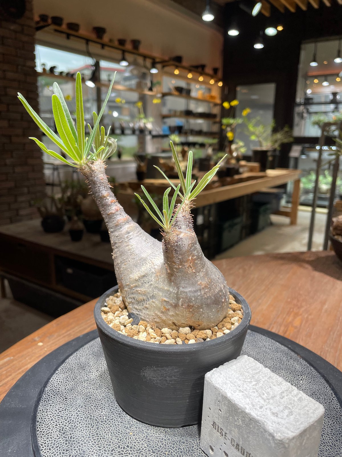 134　グラキリス パキポディウム グラキリス Pachypodium gracilius 発根済 (gk-46