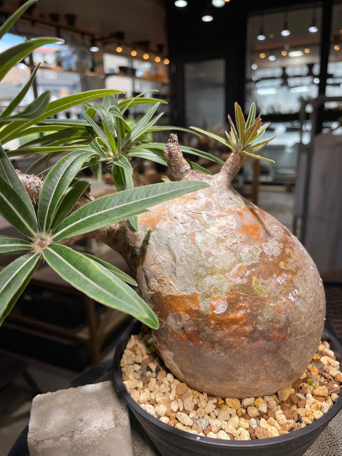 パキポディウム グラキリス Pachypodium gracilius 発根済 (gk-49