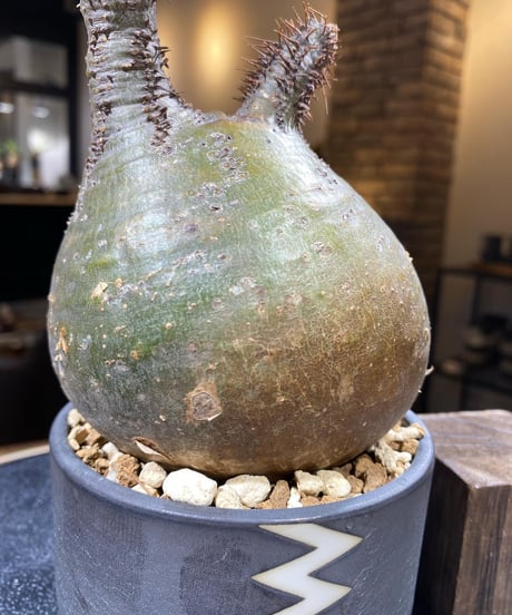 パキポディウム グラキリス　Pachypodium gracilius 　発根済　(商品番号gk-167valiem)