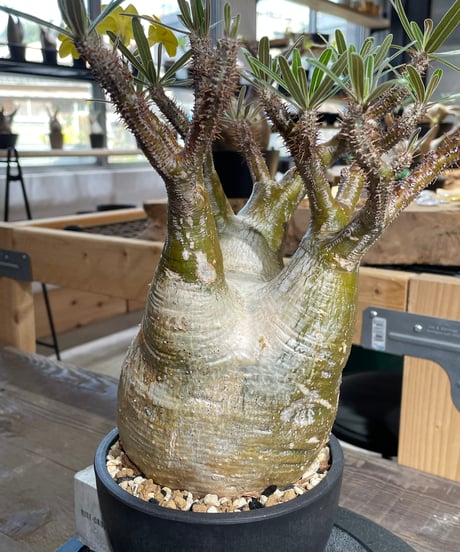 パキポディウム グラキリス　Pachypodium gracilius 　発根済　(gk-426)