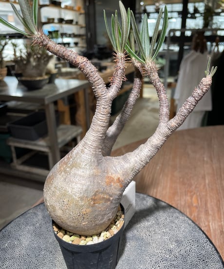 パキポディウム グラキリス　Pachypodium gracilius 　発根済　(gk-557)