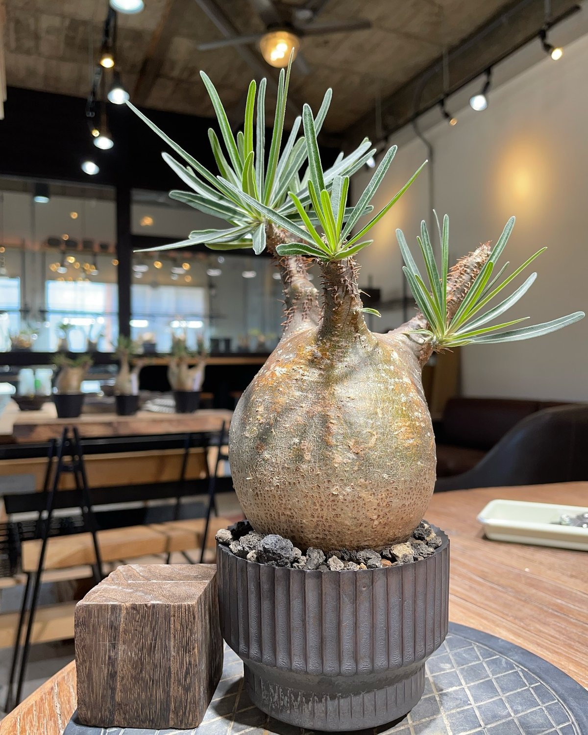 パキポディウム・グラキリス L（Pachypodium gracilius） 現品限り】パキポディウム・グラキリス【S33】 Pachypodium gracilius