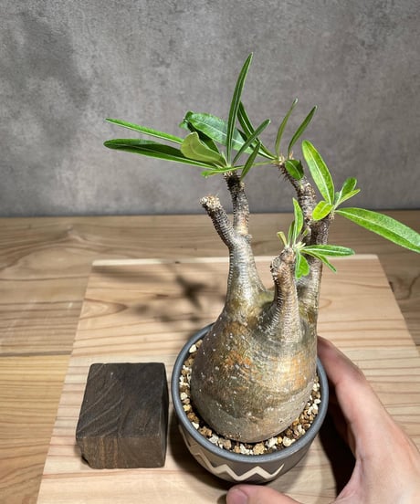 パキポディウム グラキリス　Pachypodium gracilius 　発根済　(商品番号gk-80valiem)  VALIEM 　(VALIEMタグ付き)