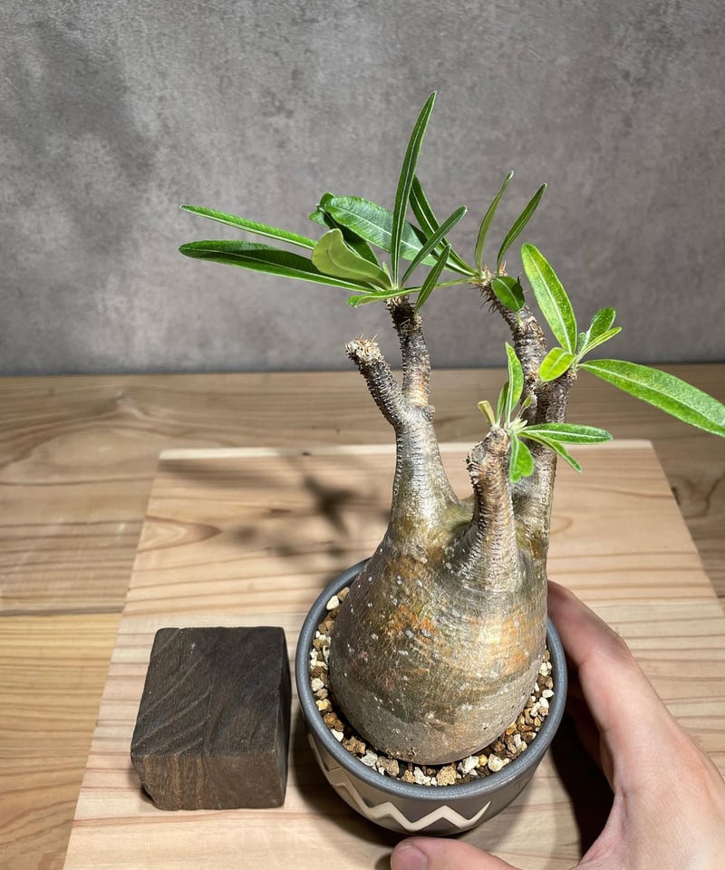 パキポディウム グラキリス Pachypodium gracilius 発根済 (商品番号g