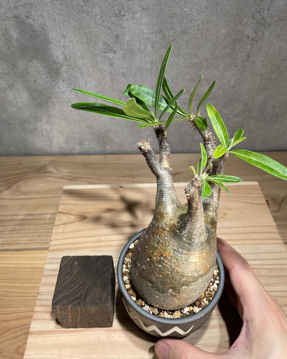 パキポディウム グラキリス Pachypodium gracilius 発根済 (商品