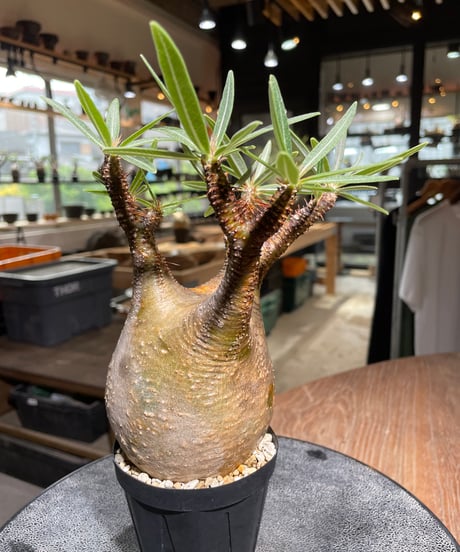 パキポディウム グラキリス　Pachypodium gracilius 　発根済　(gk-526）