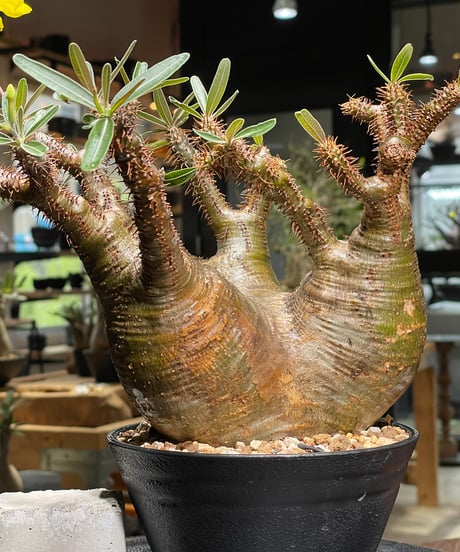 パキポディウム グラキリス　Pachypodium gracilius 　発根済　(gk-533)