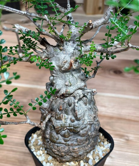 オペルクリカリア パキプス／Operculicarya pachypus　発根済 (塊根幅7.5cm)　(商品番号PP-13)
