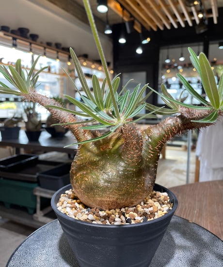 パキポディウム グラキリス　Pachypodium gracilius 　発根済　(gk-556)