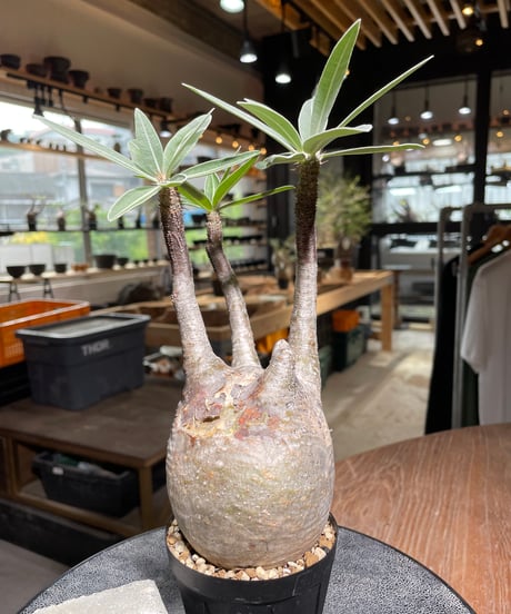 パキポディウム グラキリス　Pachypodium gracilius 　発根済　(gk-525）