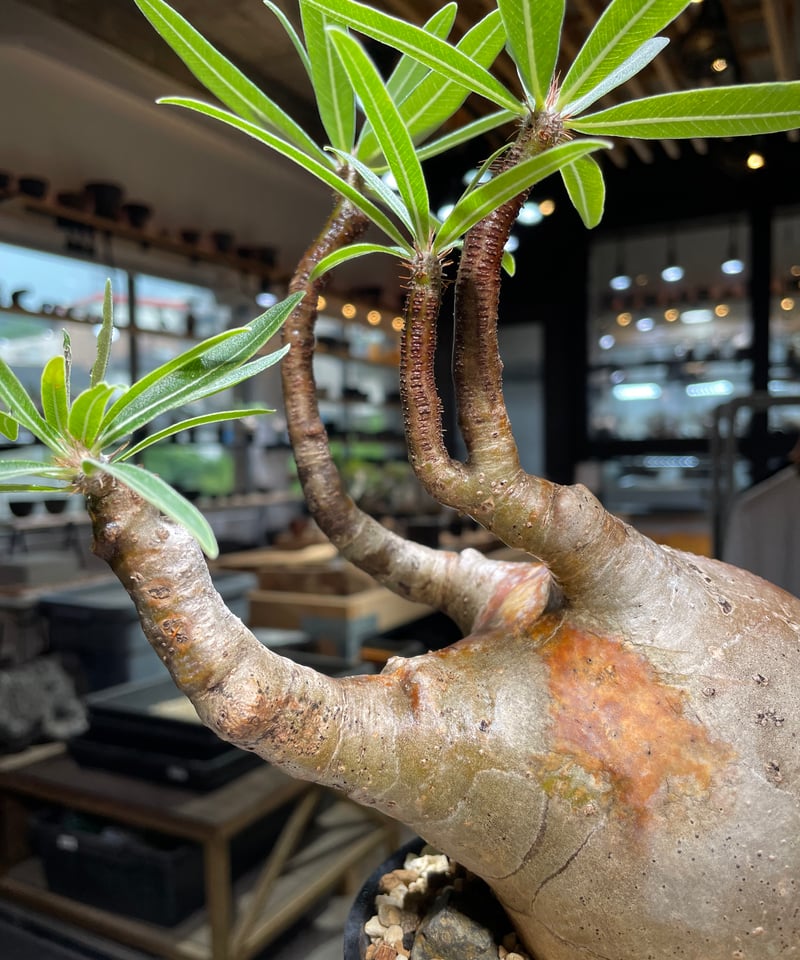 発根済】Mサイズ パキポディウム・グラキリス 【公式通販】