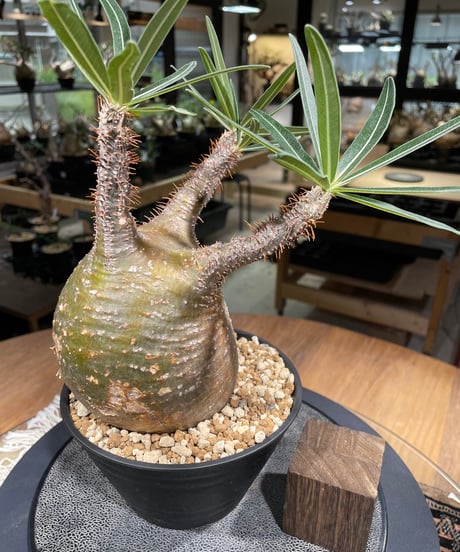パキポディウム グラキリス　Pachypodium gracilius 　発根済　(gk-217)