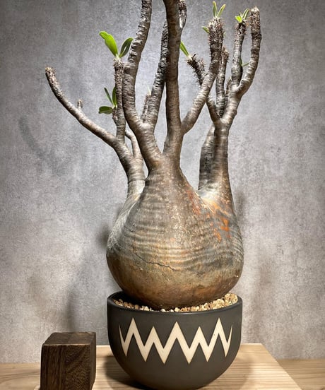 パキポディウム グラキリス　Pachypodium gracilius 　発根済　(商品番号gk-70valiem)  VALIEM 　(VALIEMタグ付き)