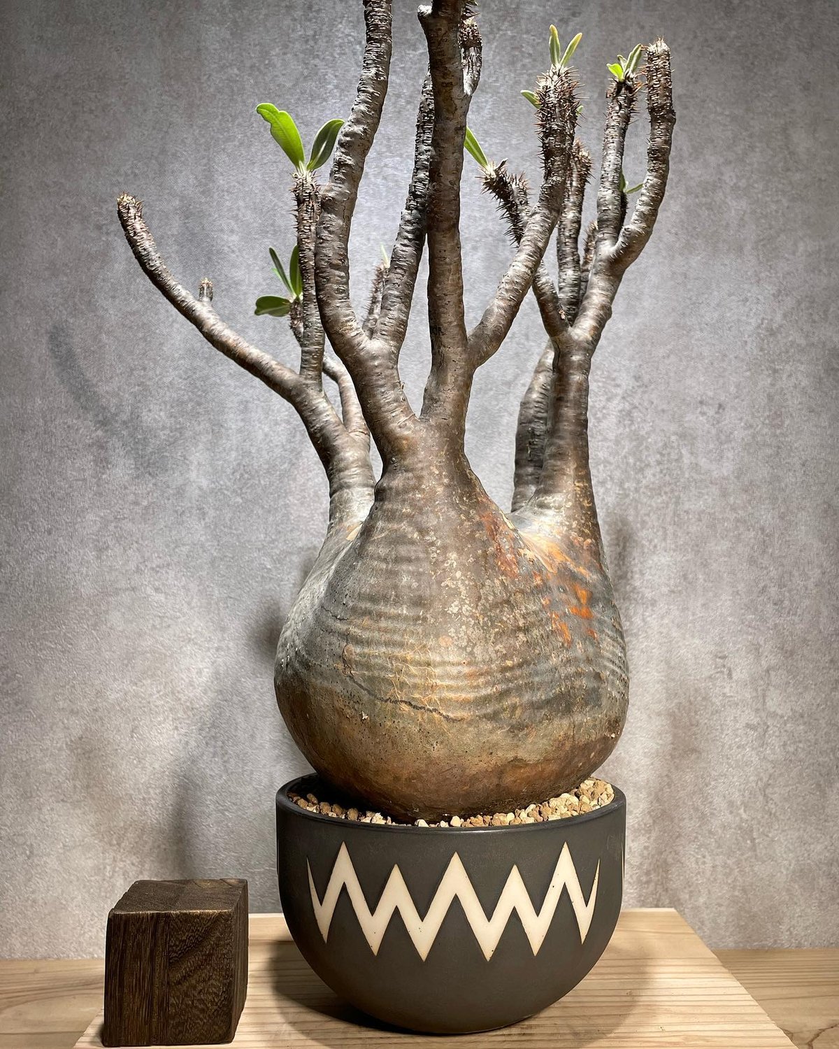 パキポディウム グラキリス Pachypodium gracilius 発根済 (商品番号g