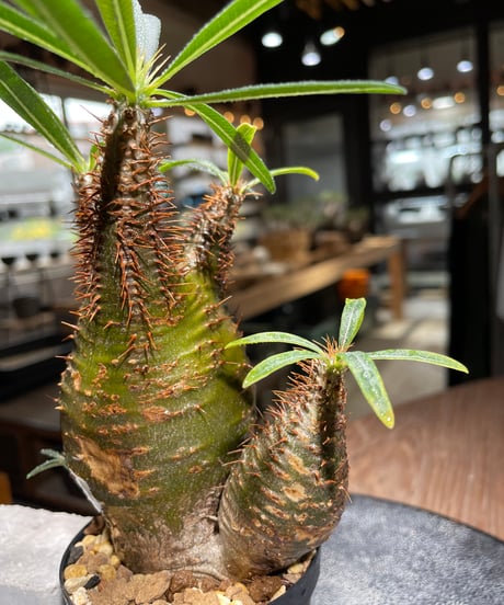パキポディウム グラキリス　多頭　Pachypodium gracilius 　発根済　(gk-539)