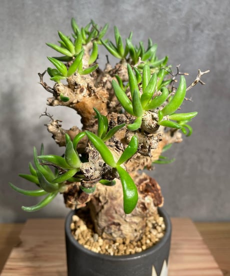 チレコドン レティキュラータス　Tylecodon reticulatus　万物想 　発根済　(商品番号cr-15valiem)VALIEM 　BLOCK　sizeM　(VALIEM巾着、タグ付き)