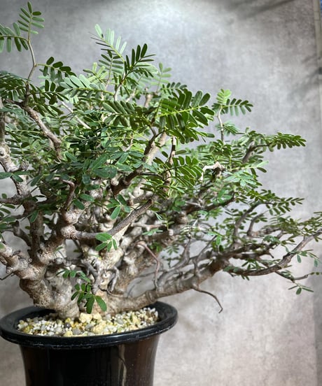 センナ メリディオナリス Senna meridionalis　発根済　(商品番号sm-12)