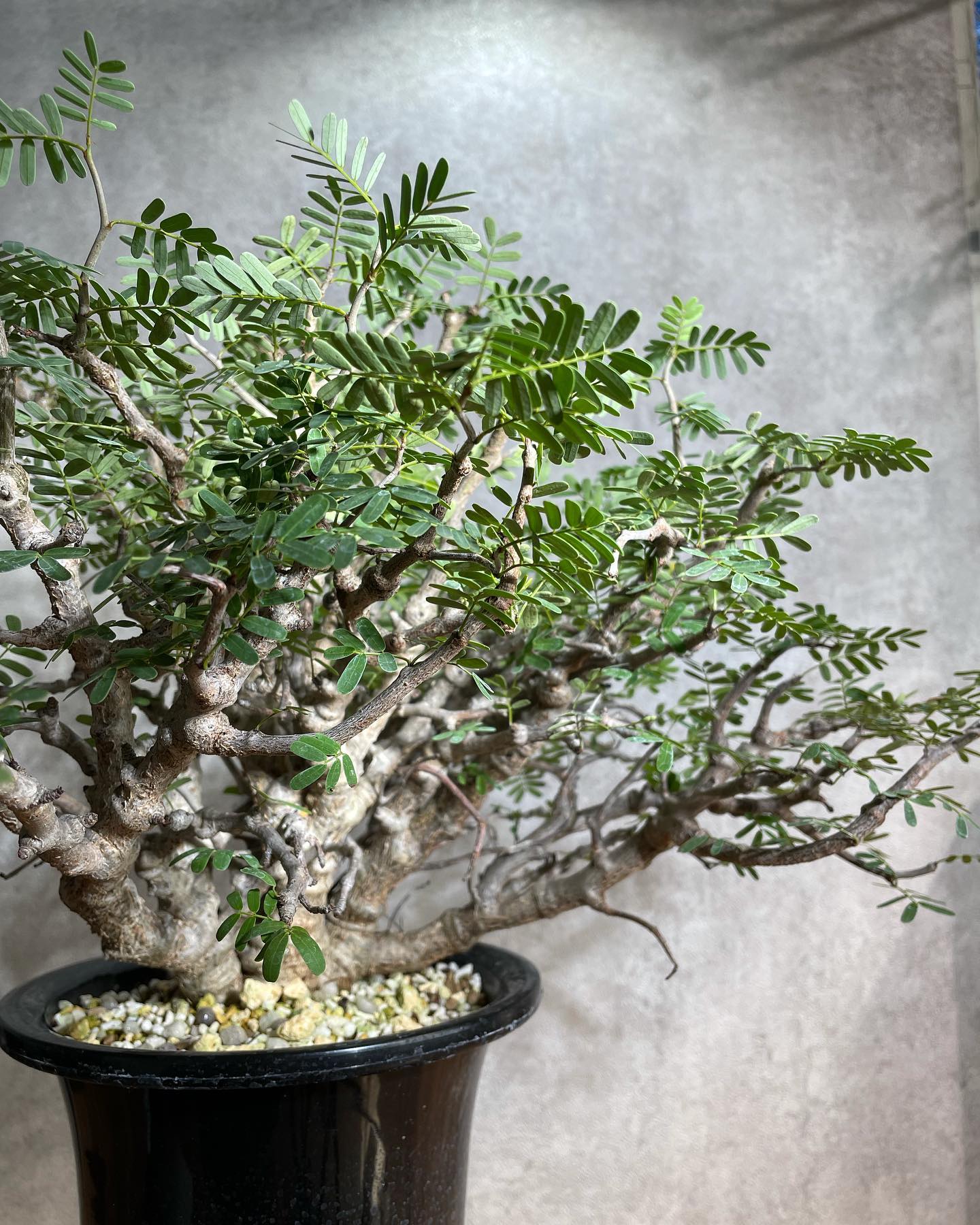 センナ メリディオナリス Senna meridionalis 発根済 (商品番号sm-12)