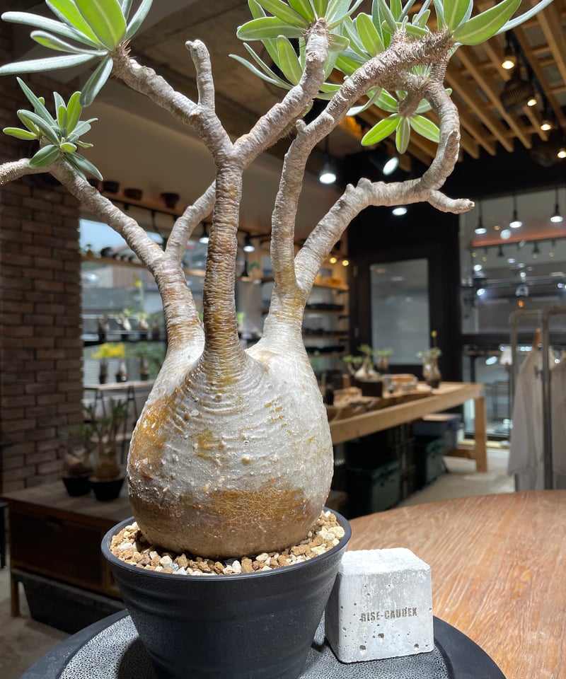 Pachypodium Gracilius パキポディウム グラシリウス Pachypodium Gracilius パキポディウム グラシリウス
