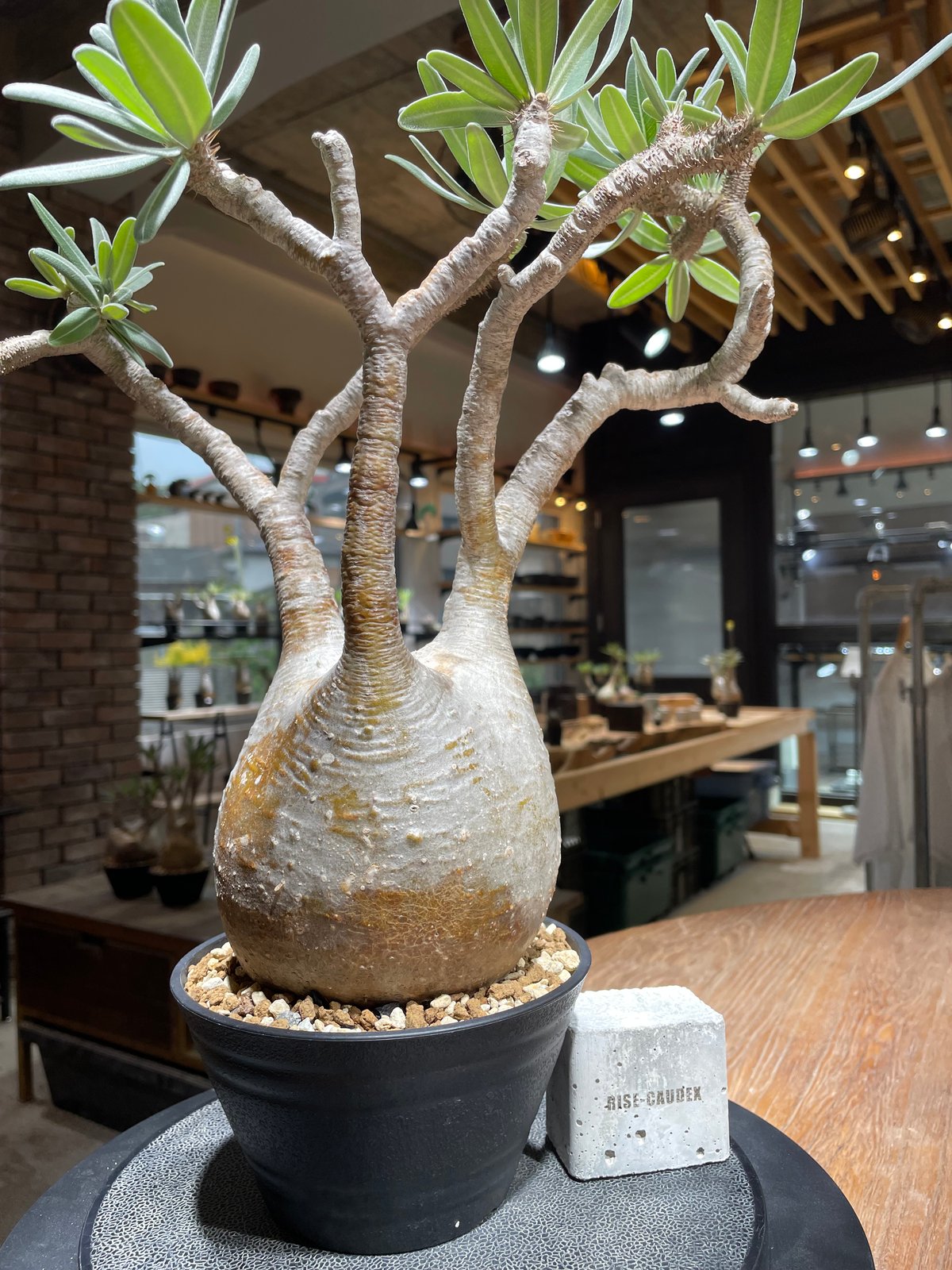 ザ*）様 パキポディウム グラキリス 発根済pachypodhium Graci パキポディウム グラキリス Pachypodium gracilius 発根済 (gk-45