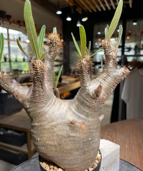 パキポディウム グラキリス　Pachypodium gracilius 　発根済　(gk-529)