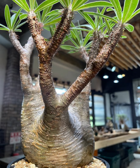 パキポディウム グラキリス　Pachypodium gracilius 　発根済　(gk-418)