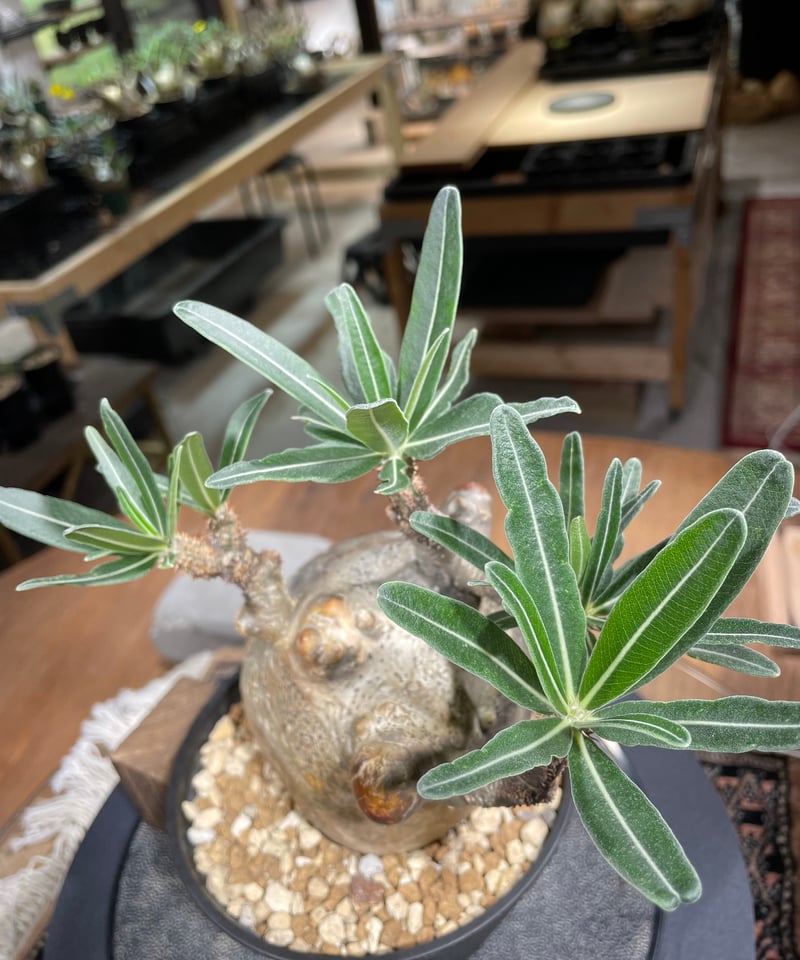 パキポディウム グラキリス Pachypodium gracilius 発根済 (gk-22