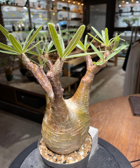 パキポディウム グラキリス　Pachypodium gracilius 　発根済　(gk-466)