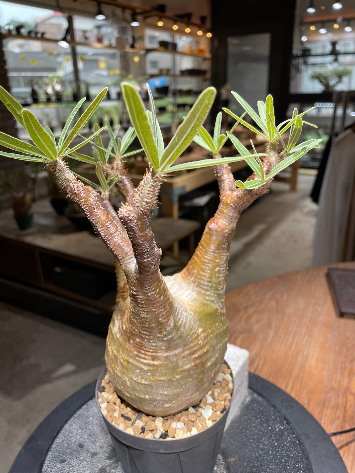 パキポディウム グラキリス 発根済 Pachypodium gracilius パキポディウム グラキリス Pachypodium gracilius 発根済 (gk-46