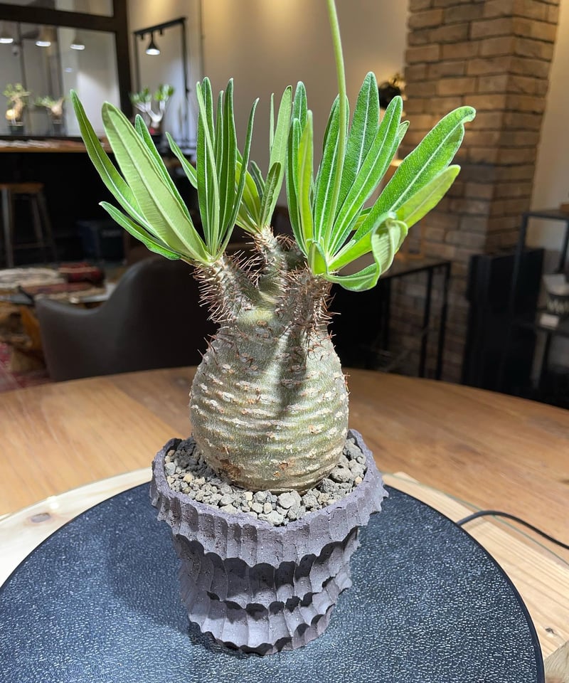 塊根Pachypodiuｍ パキポディウム グラキリス ベアルート 塊根植物 257