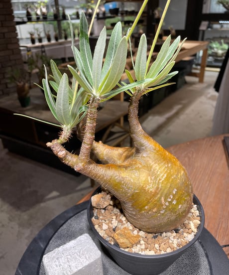 パキポディウム グラキリス　Pachypodium gracilius 　発根済　(gk-470)