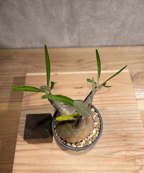 パキポディウム グラキリス　Pachypodium gracilius 　発根済　(商品番号gk-81valiem)  VALIEM 　(VALIEMタグ付き)