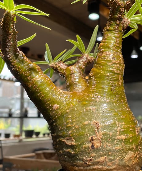 パキポディウム グラキリス　Pachypodium gracilius 　発根済　(gk-541)