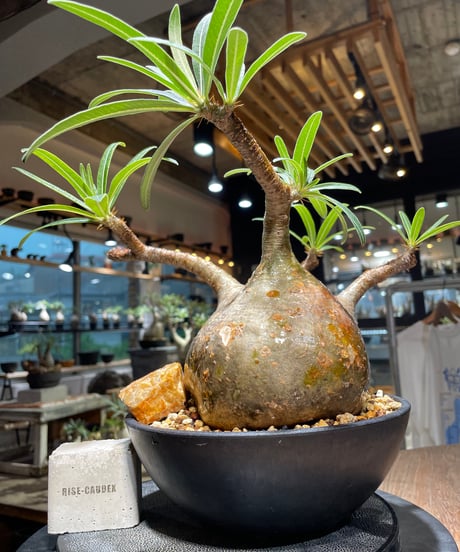 パキポディウム グラキリス　Pachypodium gracilius 　発根済　(gk-389)